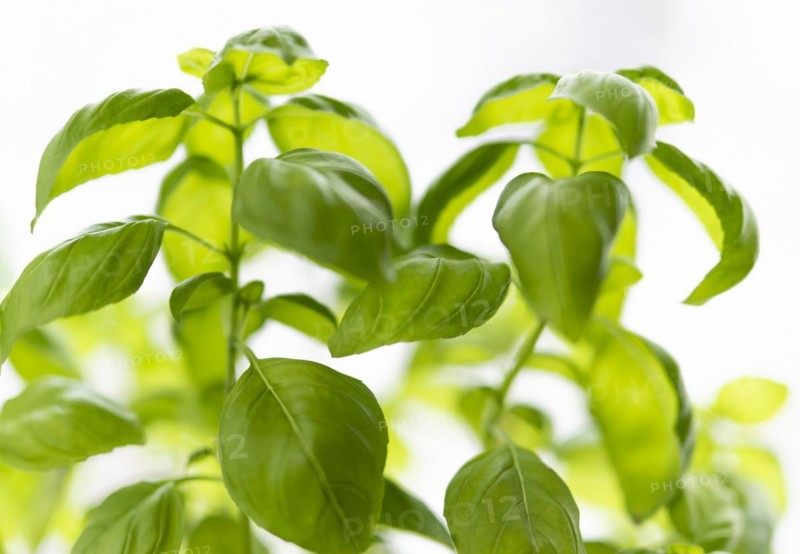 Basil