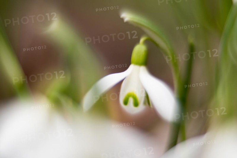 Common snowdrop