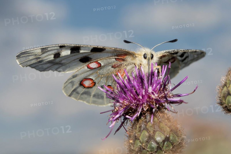 Apollo butterfly with open wings sitting on purple flower sucking from front looking in front of blue sky with white clouds