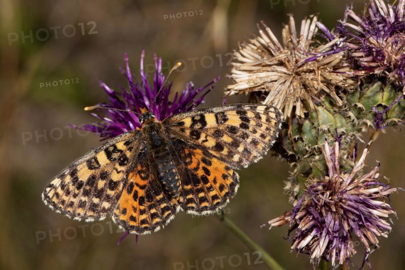 Red Melitaea butterfly butterfly with open wings sitting on purple flower from behind