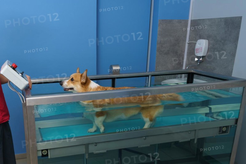 Dog rehabilitation on a water treadmill. animal health