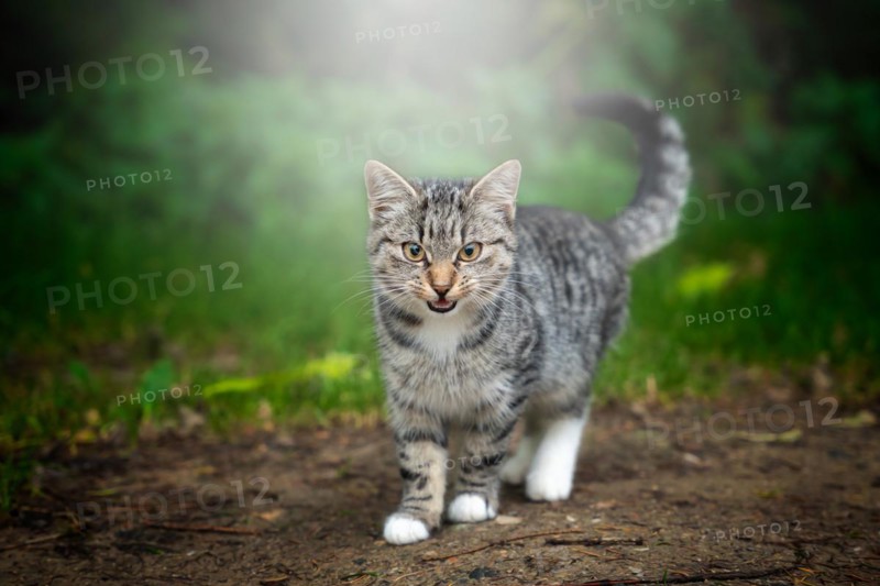 The disgruntled cat goes and looks straight ahead. Outdoor