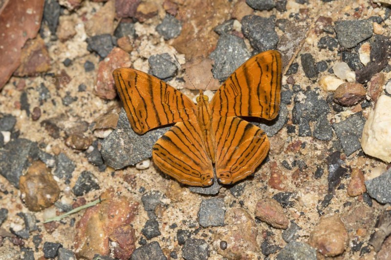 Indomalaya butterfly