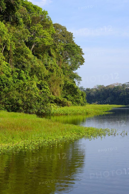 Amazon Tropical Rain Forest at Oxbow Lake