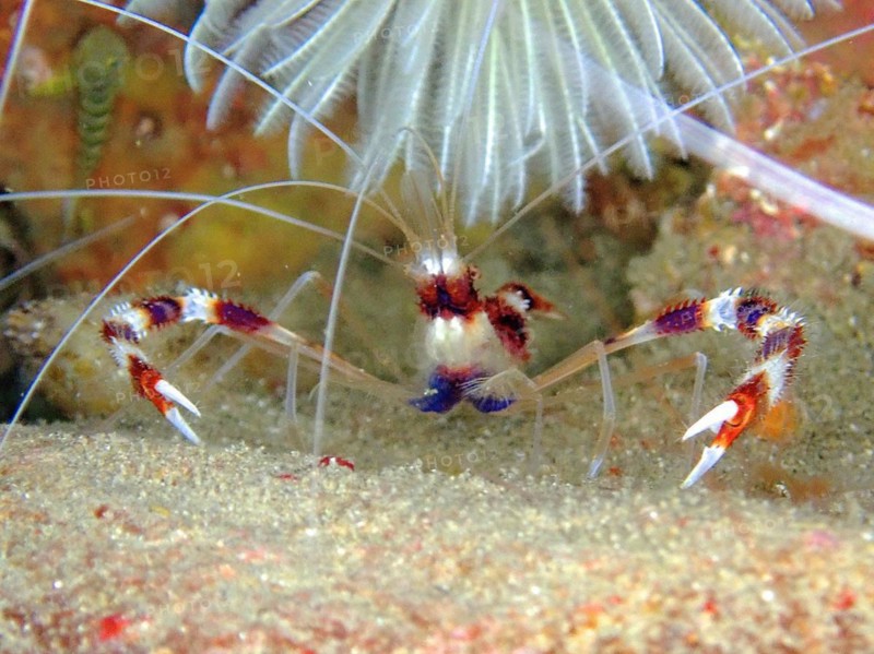 Banded coral shrimp