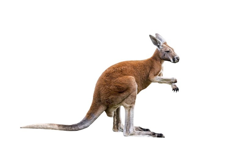 Red kangaroo