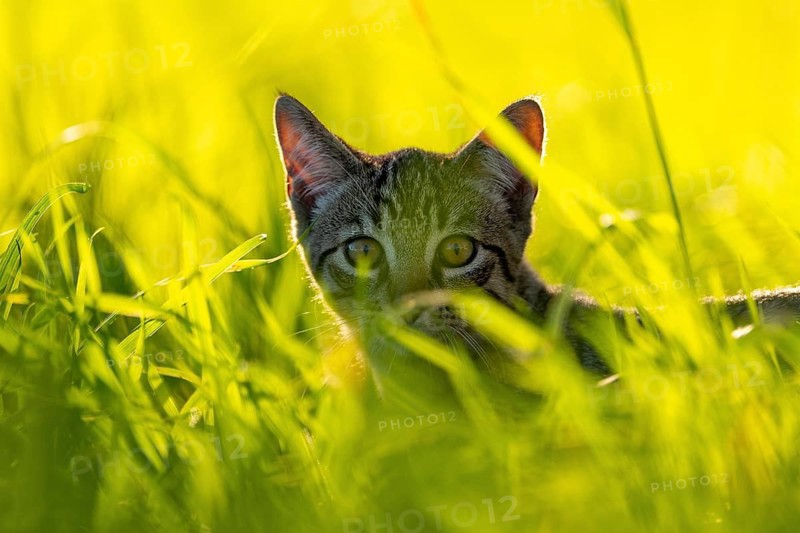 European domestic cat
