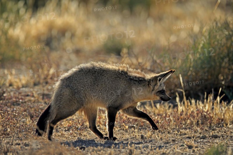 Bat-eared fox