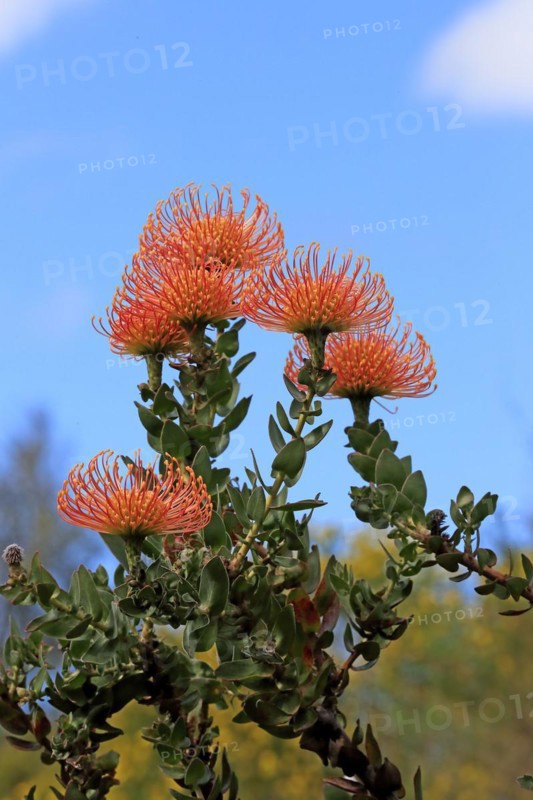 Pincushion Protea