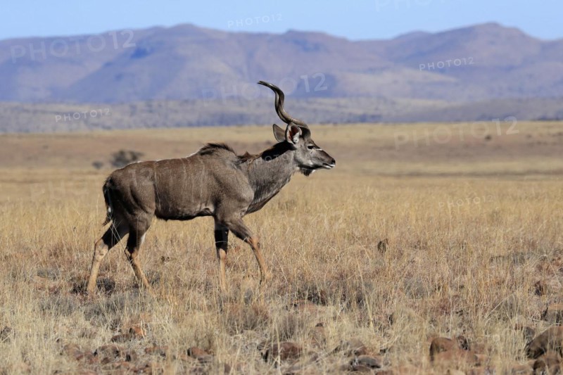 Zambezi greater kudu
