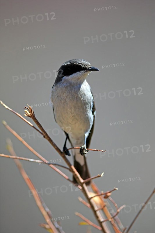 Shrike Flycatcher