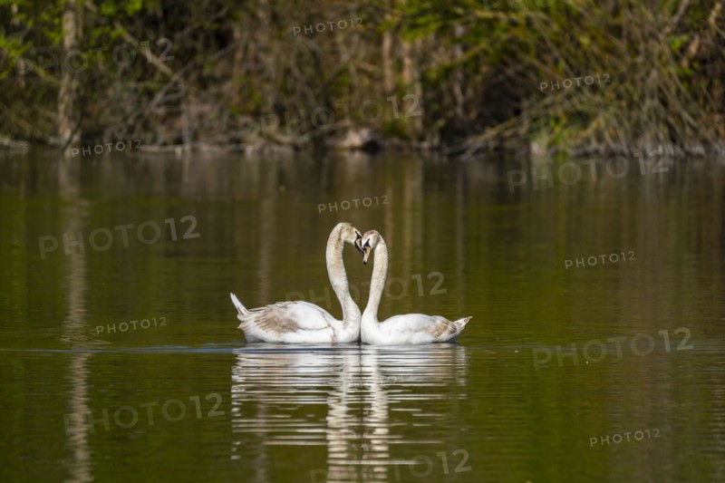 Mute swans