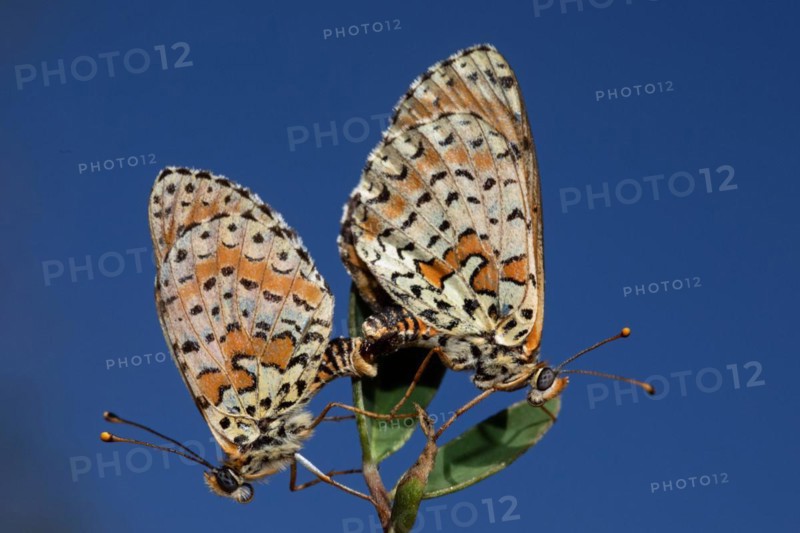Red fritillary butterfly male and female with closed wings mating sitting on green leaves seeing different against blue sky