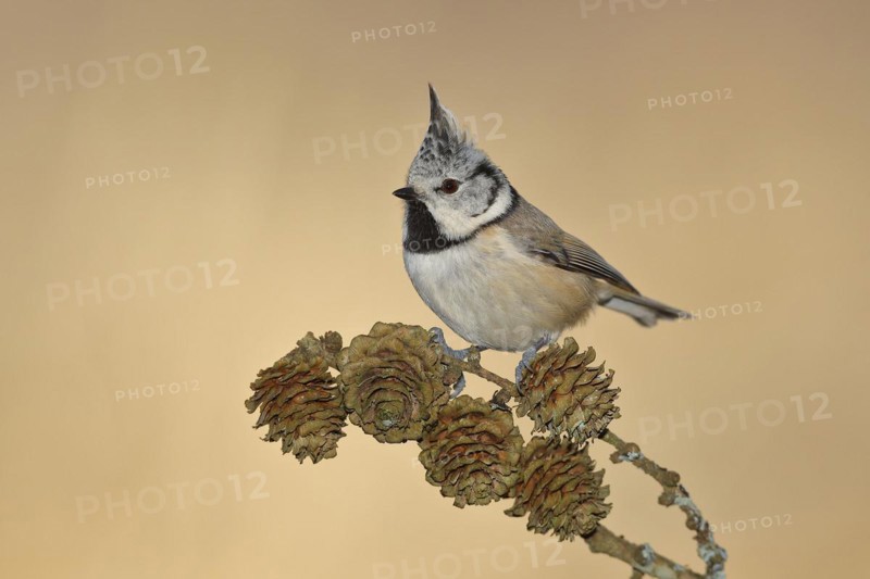 Crested Tit