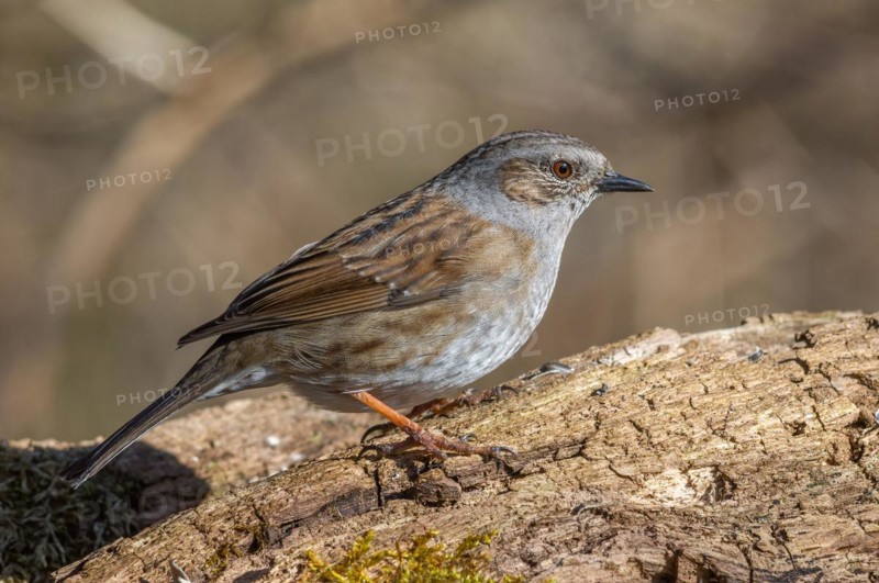 Dunnock
