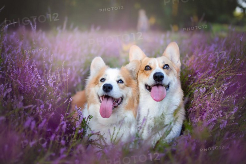 Pembroke Welsh Corgi dog sitting in a blooming heather meadow. Happy dog