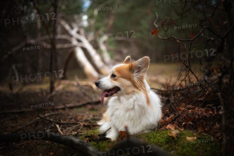 A Welsh Corgi Pembroke dog sitting in the woods. In the forest