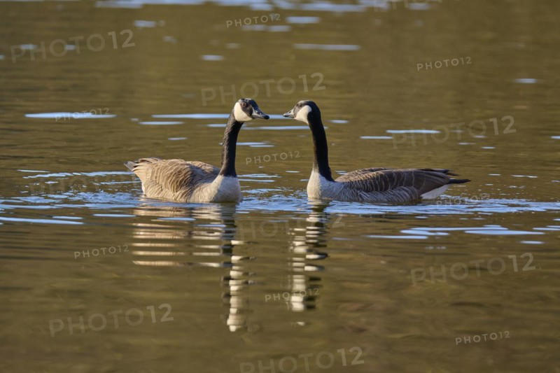 Canada goose