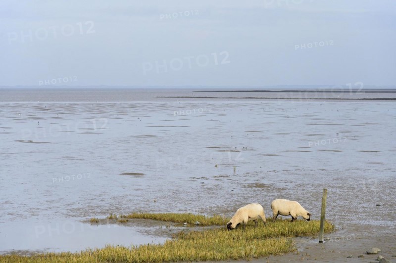 Domestic sheep