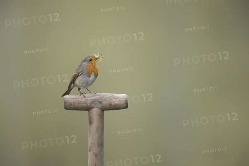 European robin