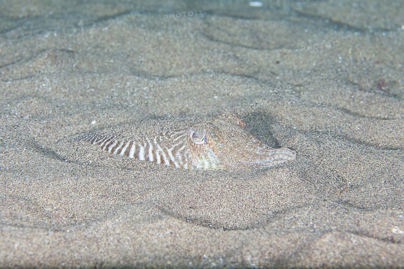 Common cuttlefish