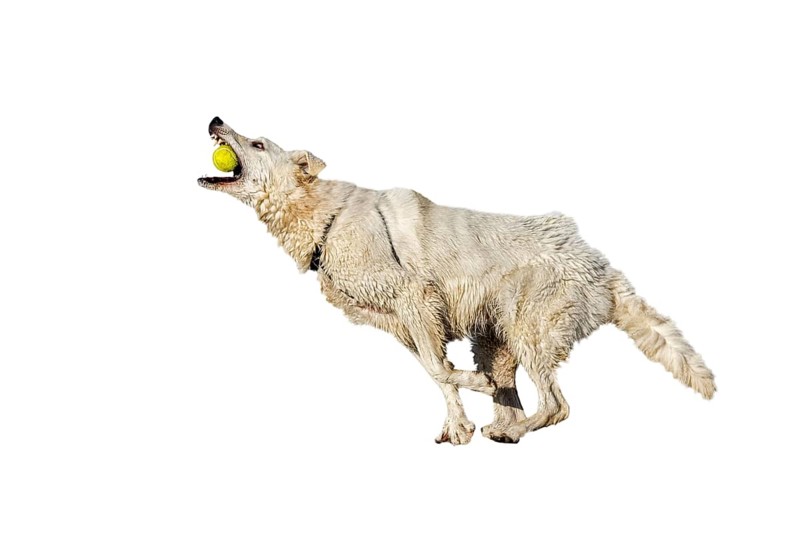Berger Blanc Suisse