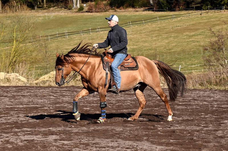 Trainer training a stallion of the American Quarter Horse breed at a gallop in a riding arena