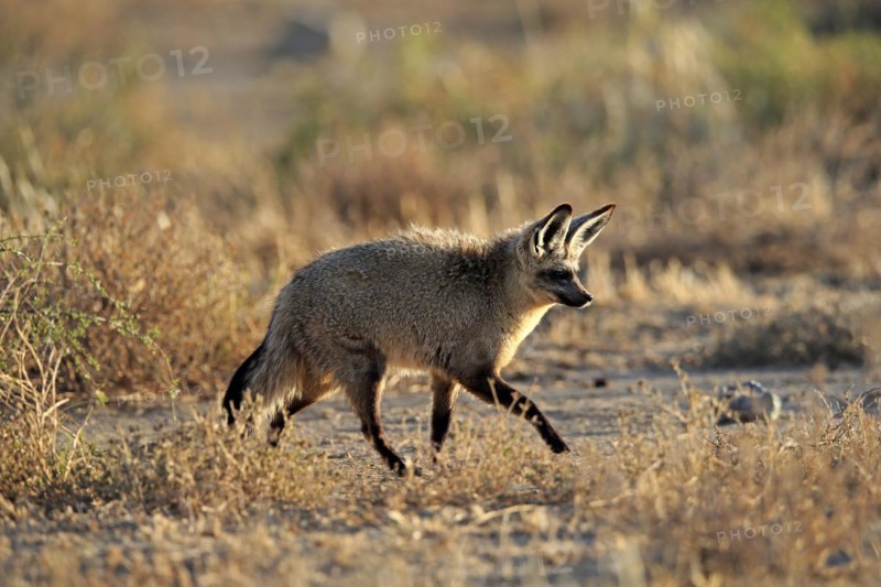 Bat-eared fox