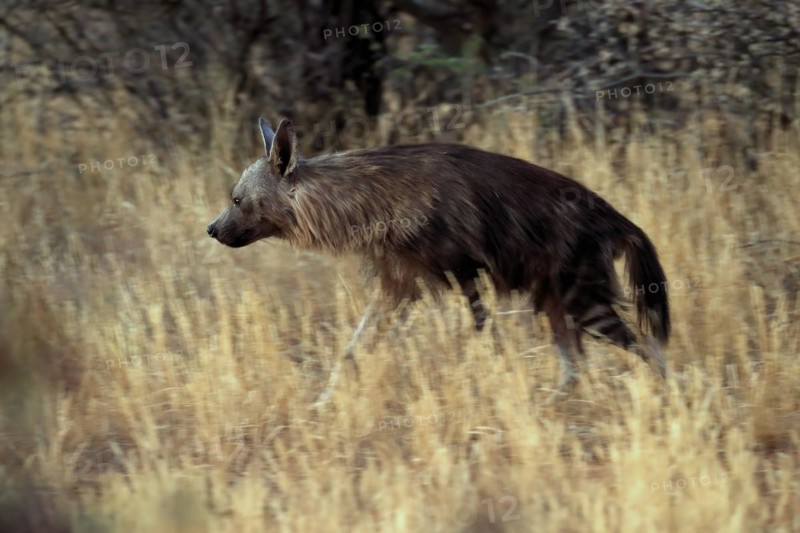 Sable hyena