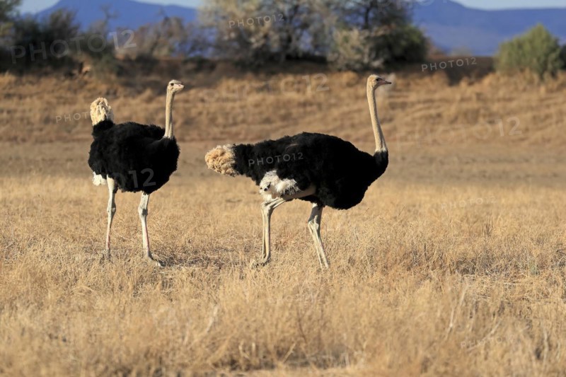 South African ostrich