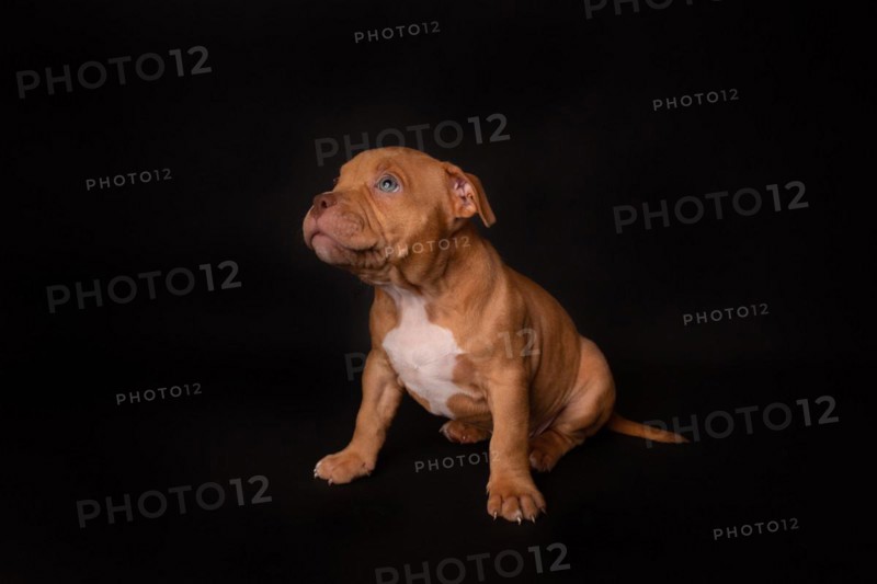 Puppy American Pit Bull Terrier sit on black background in studio