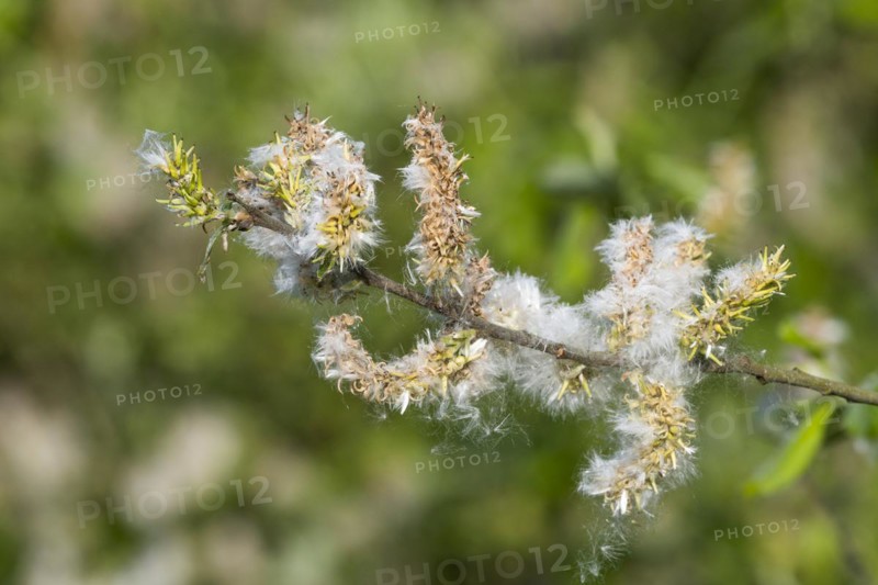 Goat willow