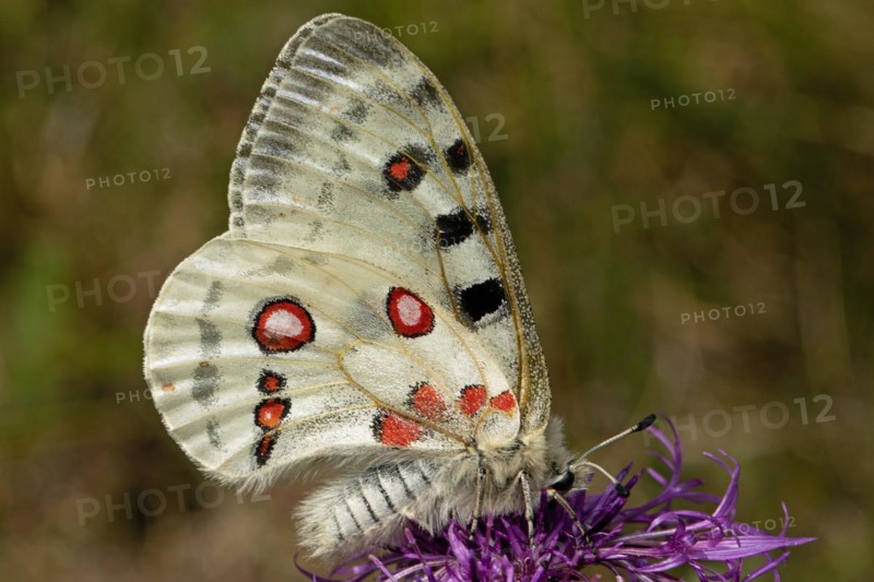Apollo butterfly with closed wings sitting on purple flower sucking right looking