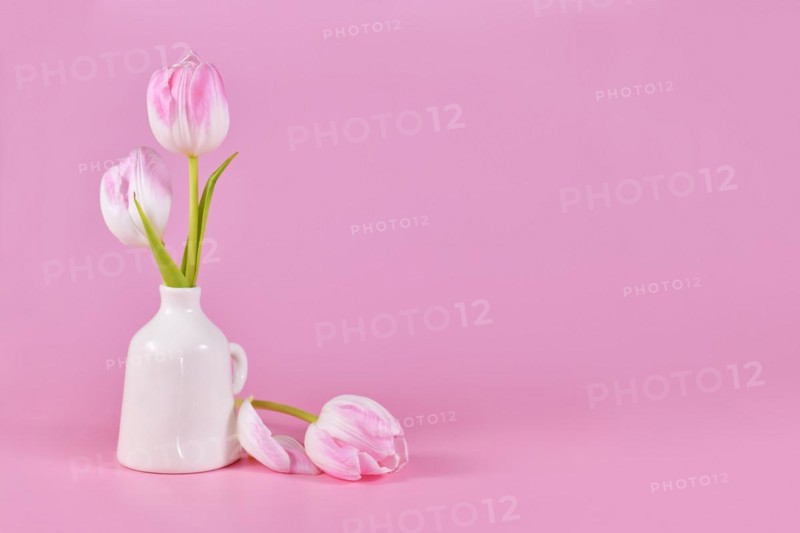 White spring tulip flowers with pink tip in vase on pink background with copy space