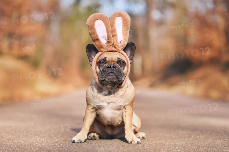 French Bulldog dog dressed up with rabbit ear headband costume