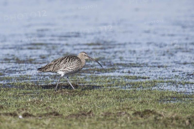 Eurasian curlew