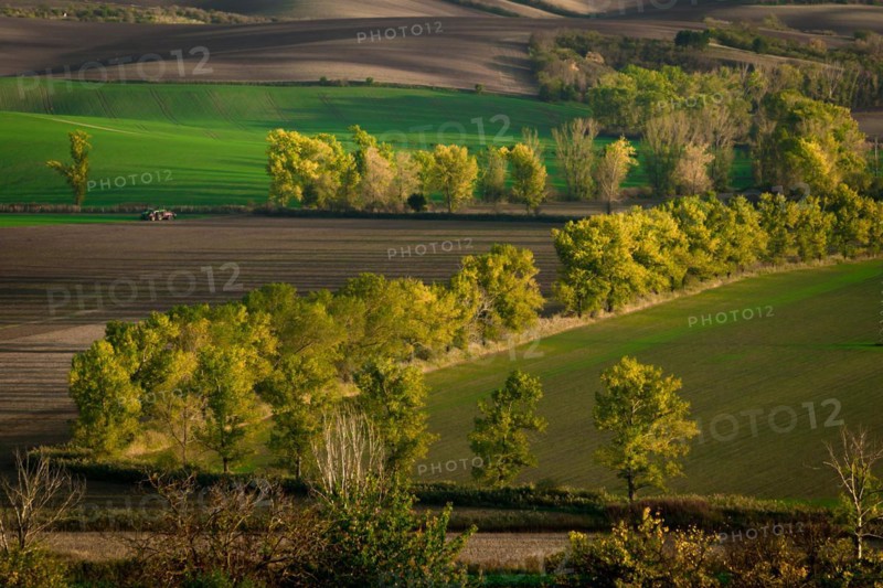Oak alley of Moravian fields in the golden hour. Czech Republic
