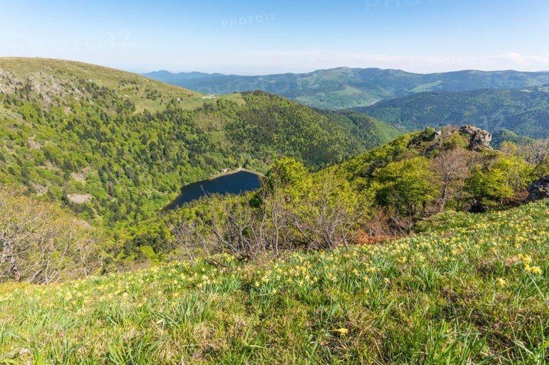 Daffodils on the peaks of the Vosges above the Val Muestair in spring. Alsace