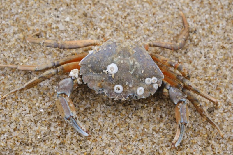 European green crab