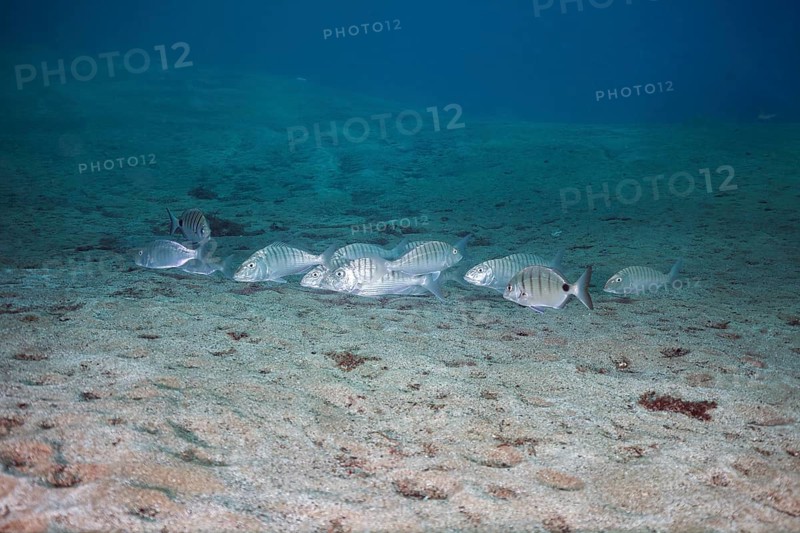 Shoal of marble sea bream