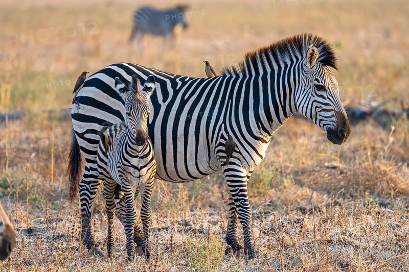 Plains Zebra of the subspecies crawshay's zebra