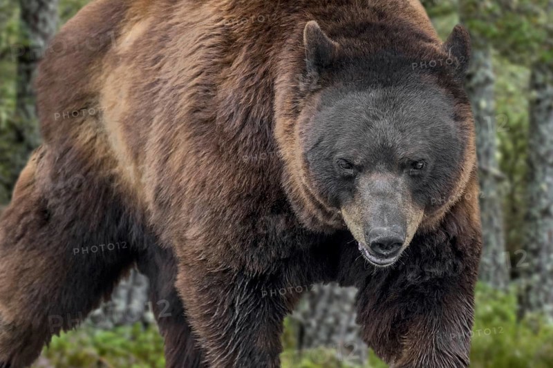 Close-up of European brown bear