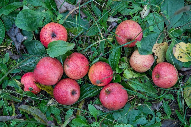 Fallen fruit in the grass