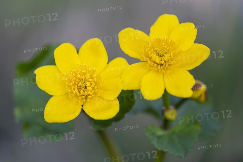 Marsh marigold