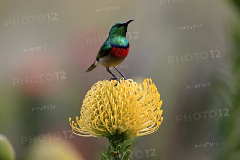 Cape Sunbird