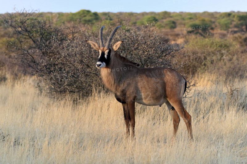 Roan antelope
