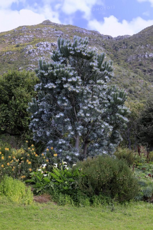 Silver tree