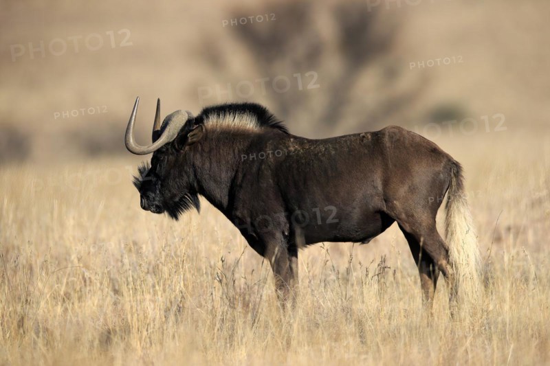 White-tailed gnu