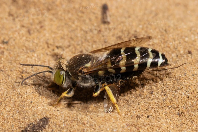 Beaked gyro wasp sitting on sandy ground left sighted
