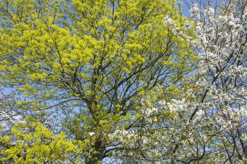 Norway maple